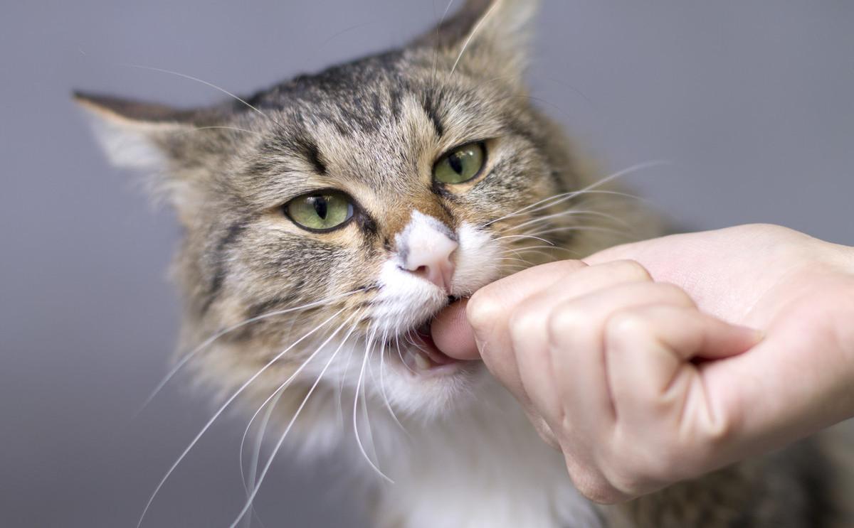 猫咬人教学,猫咬人抓人要怎么教育它