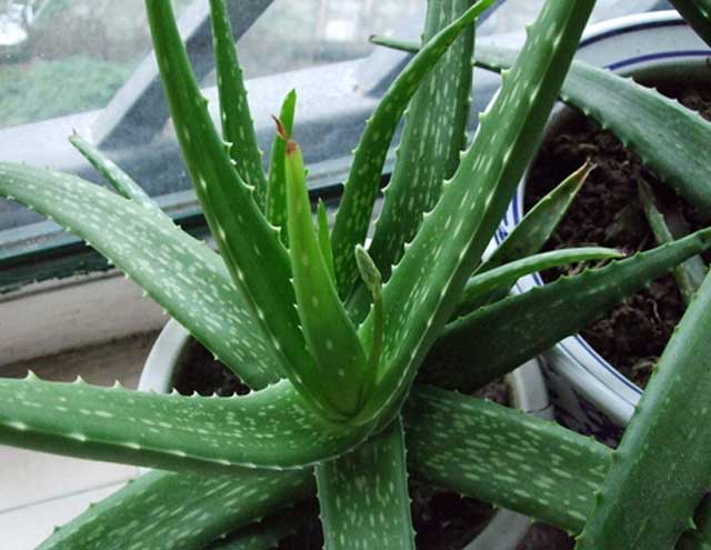 几种方法除甲醛最有效,新房除甲醛哪种植物最好最有效