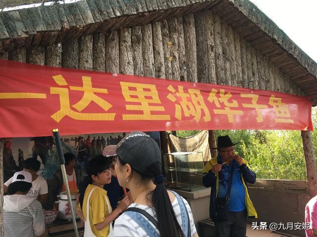 去达里湖看华子鱼洄游,达里诺尔湖华子鱼洄游在哪里