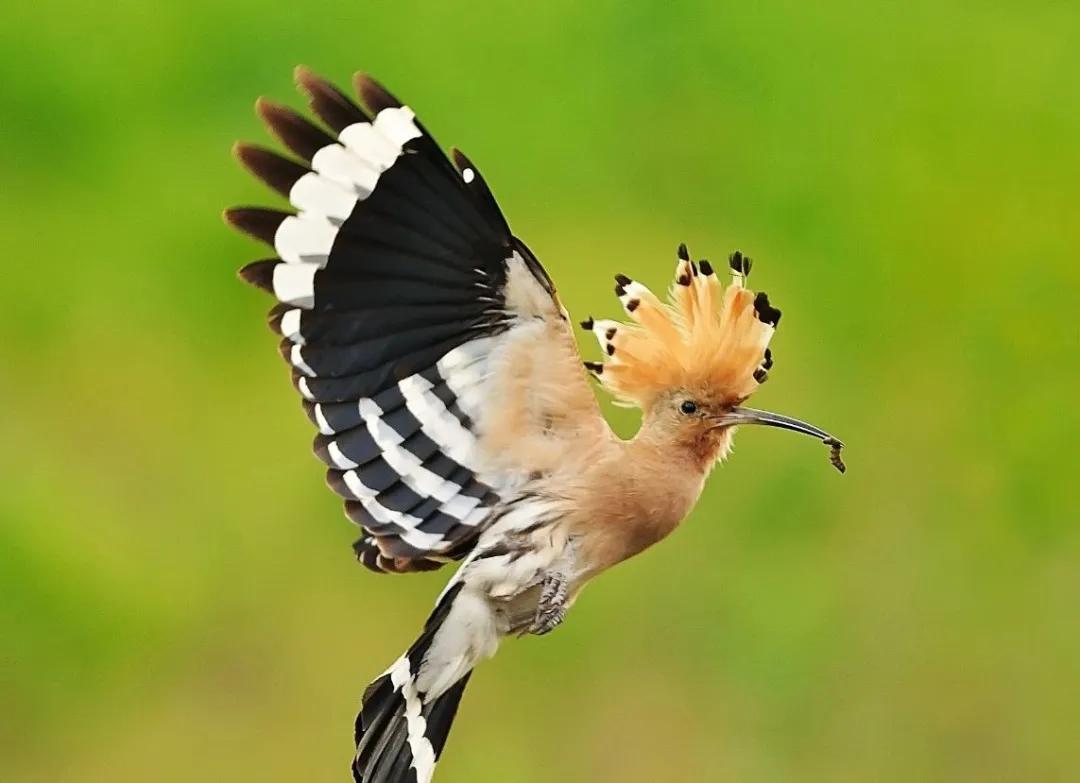 谷雨的知识俗语和传说,谷雨的来历和习俗幼儿园主题内容