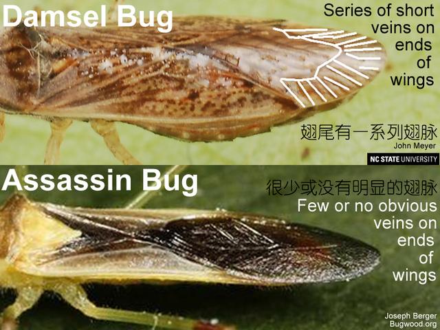 瓢虫害虫和益虫的区别图,益虫害虫有哪些视频