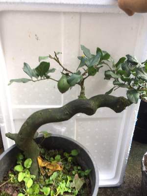 重庆适合养什么盆景,重庆顶级盆景欣赏