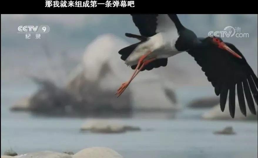 央视拍这种片怎么就没「流量」
