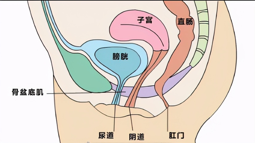 产后修复选阿胶还是选胶原蛋白肽,产后修复选择医院还是产康店
