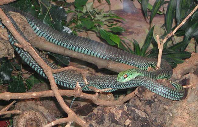 有毒蛇标志,有毒蛇的视频