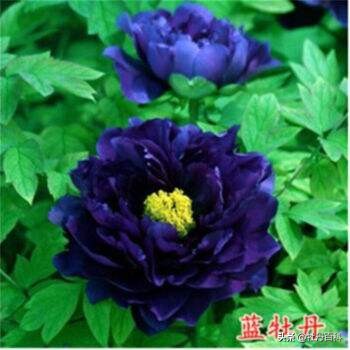紫蓝魁和魏紫的区别,牡丹紫蓝魁和紫罗兰一样吗