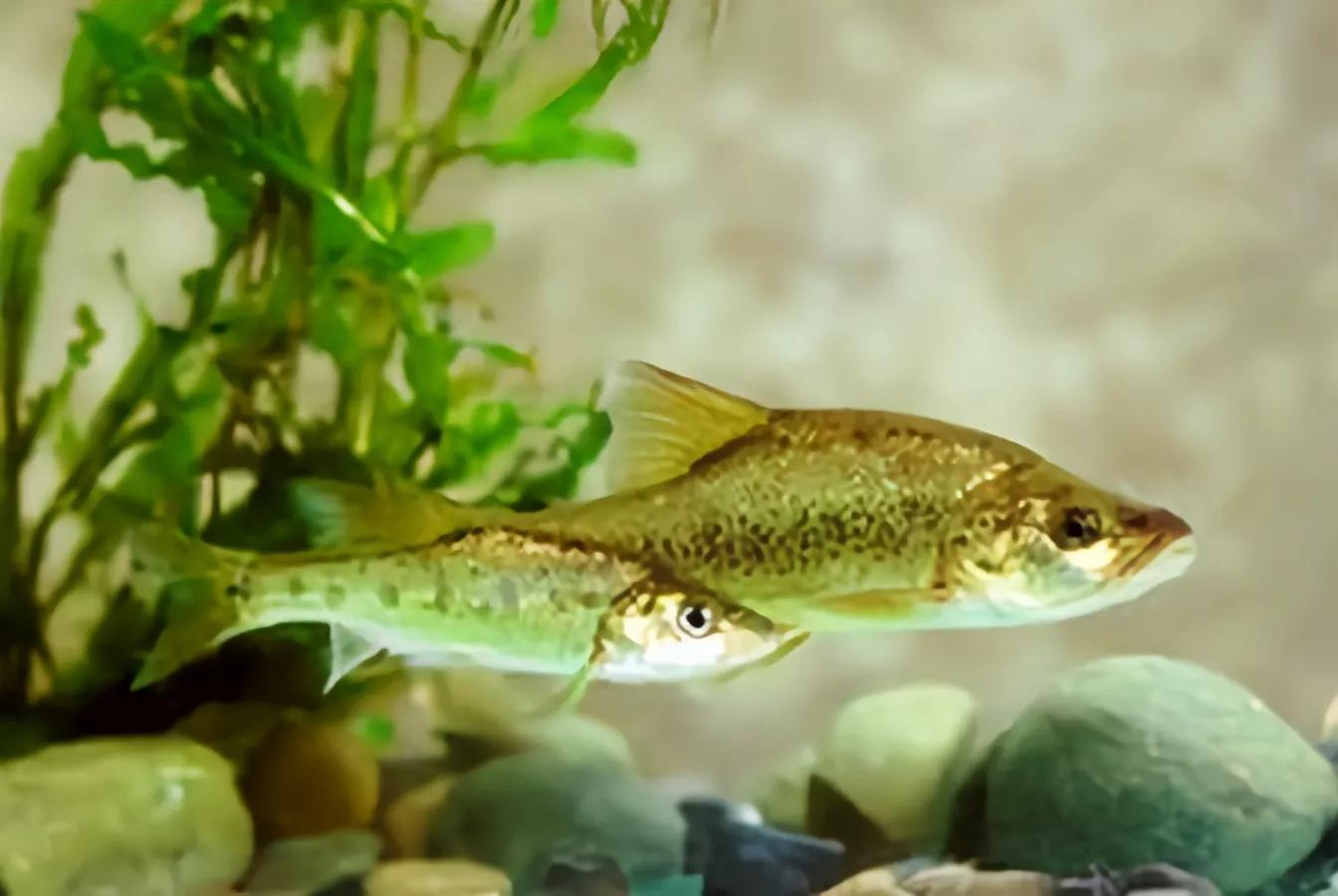 野钓常碰到的鱼有哪些品种,钓鱼必须要知道的四种常见鱼