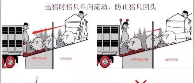 《抗非瘟战略如何布置，分期治疗是关键》——深度剖析