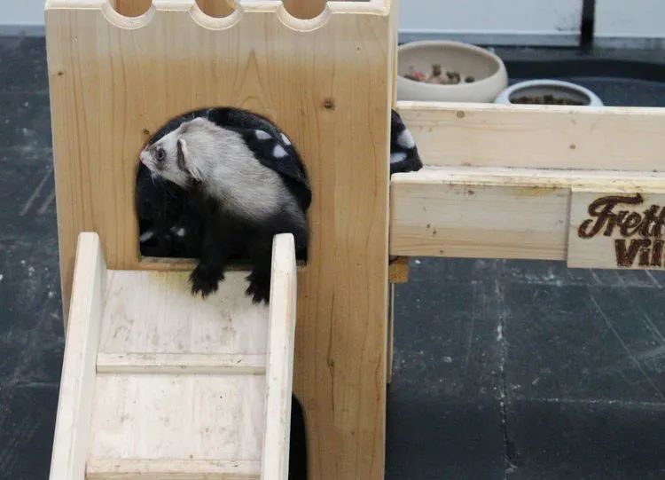 萌宠宠物雪貂视频,萌宠雪貂全集视频