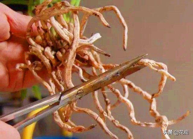 兰花烂根养殖方法和技巧,烂根的兰花重新上盆如何浇水