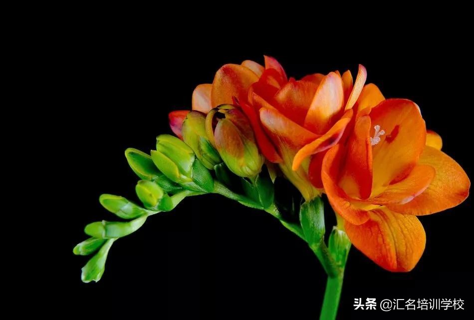 花艺十六种手法,流行花艺简单教学