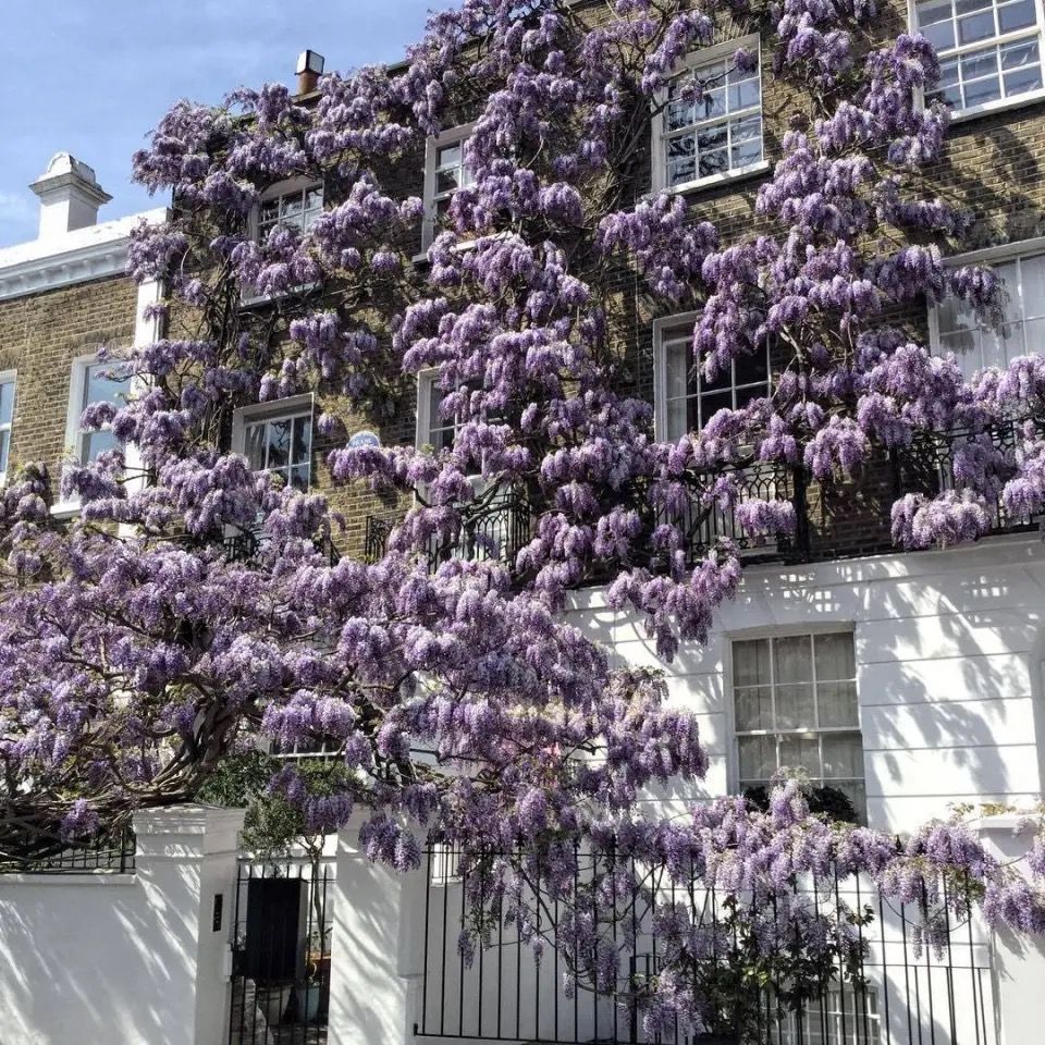 紫藤中最有名的品种叫什么名字,非常好种不需要太阳的紫藤品种