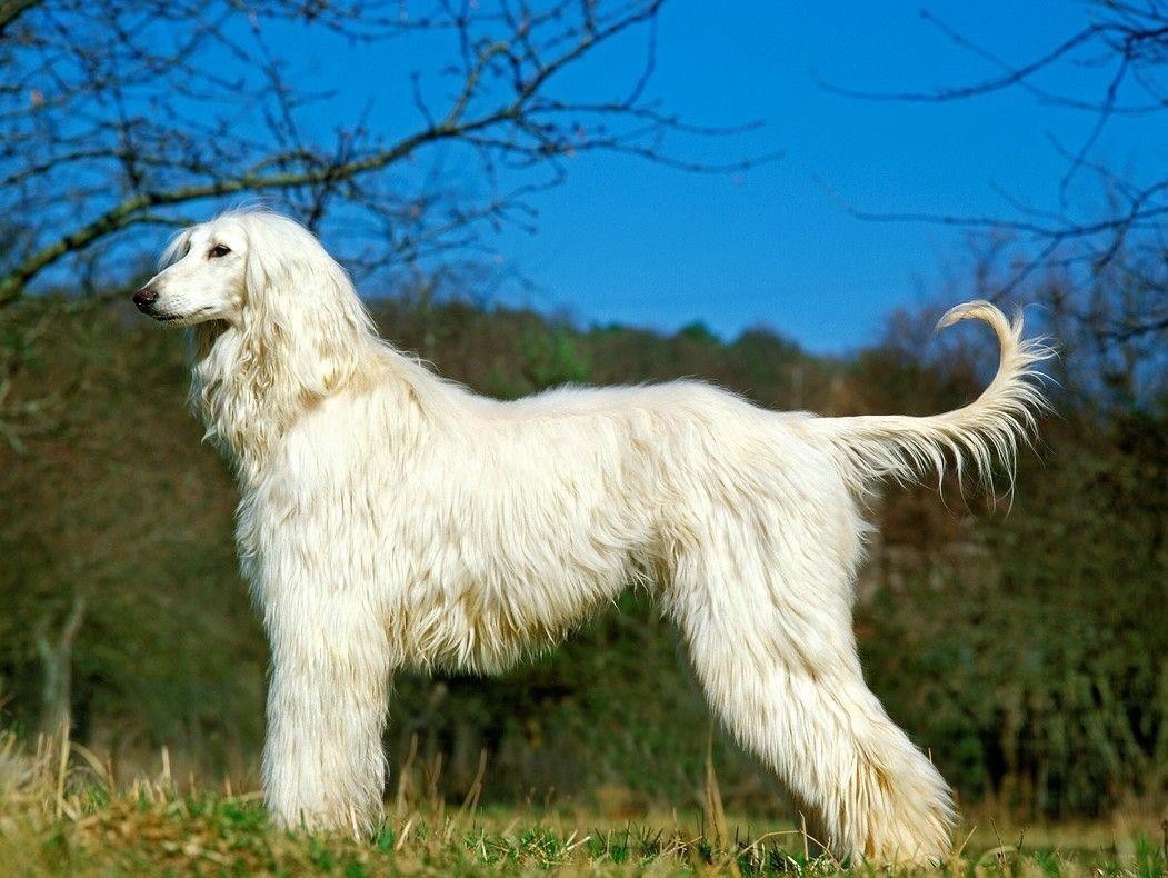 为什么中国禁养阿富汗犬,为什么禁养阿富汗犬呢