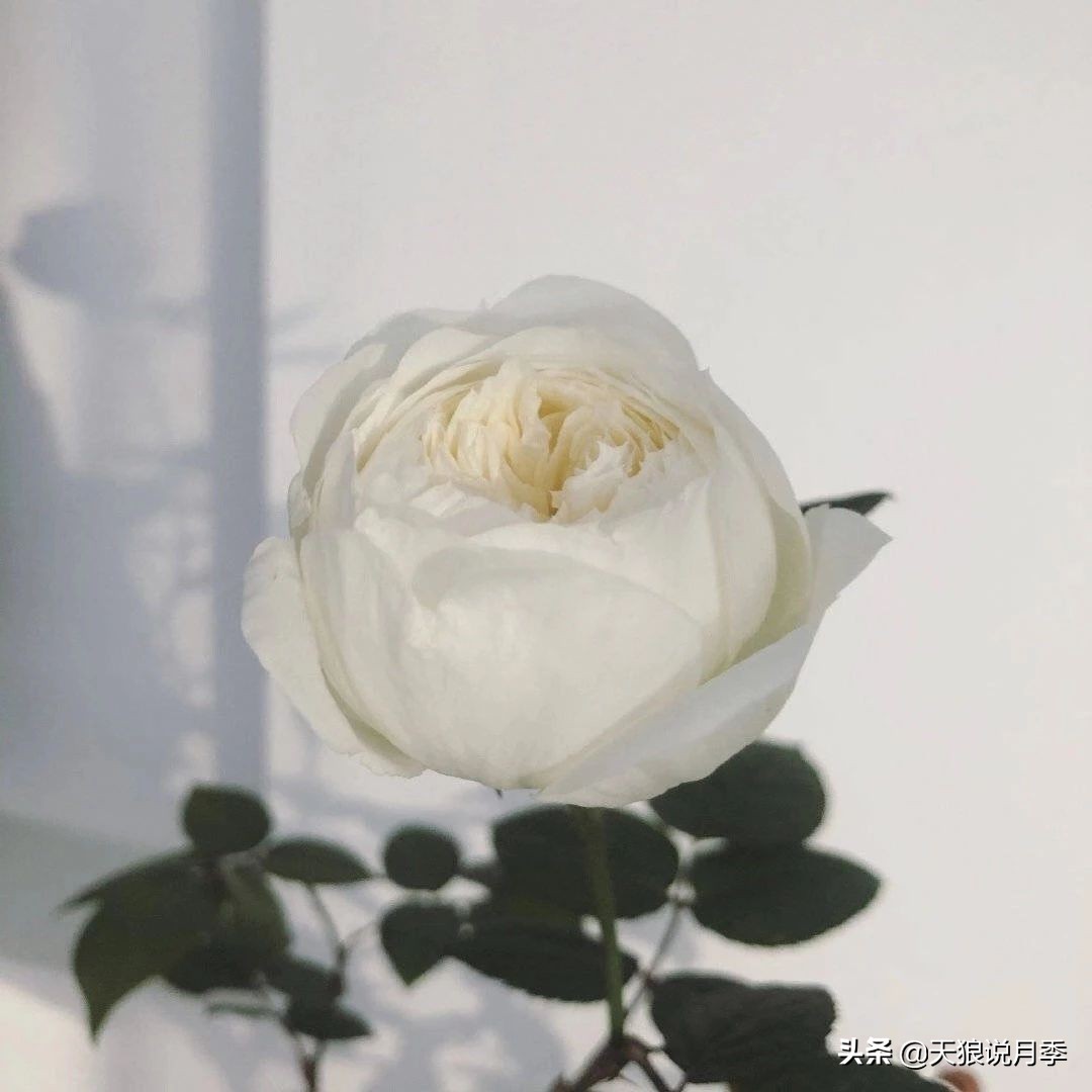 北阳台无直射光,北阳台直射光