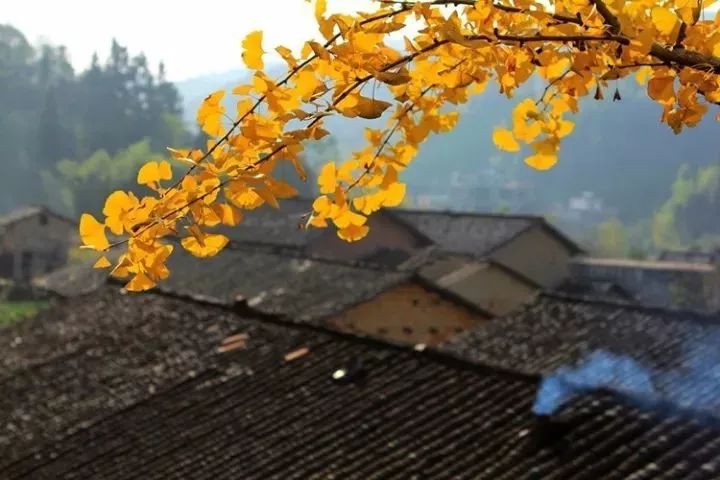 温州秋冬的银杏树确实美,温州最原生态银杏