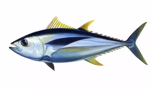 美国超市有哪些鱼,英国超市一般有什么鱼