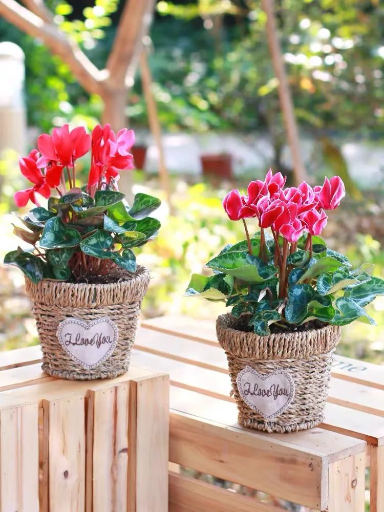 养仙客来注意事项,怎样才能让仙客来叶绿花红