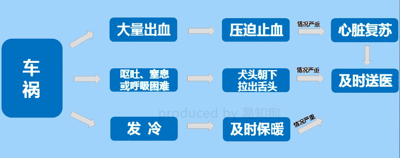居家狗狗生活训练,日常护理狗狗皮肤不瘙痒