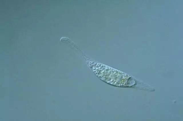 收藏!24种污水处理微生物菌相及指导意义,环保人必看(多图)