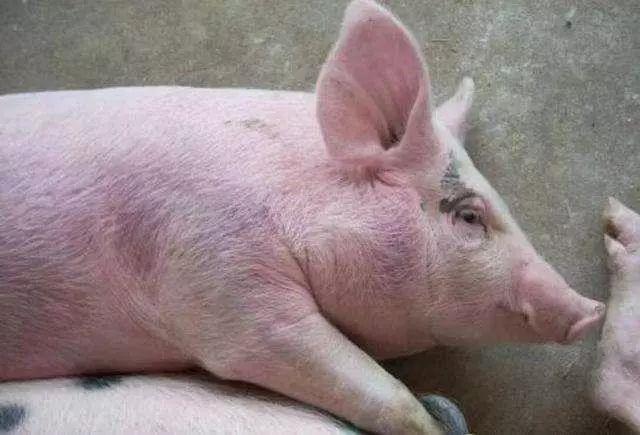 来看下猪皮肤发红的病因和治疗方案