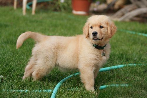 刚出生小狗淋雨了怎么办,小狗淋雨过程