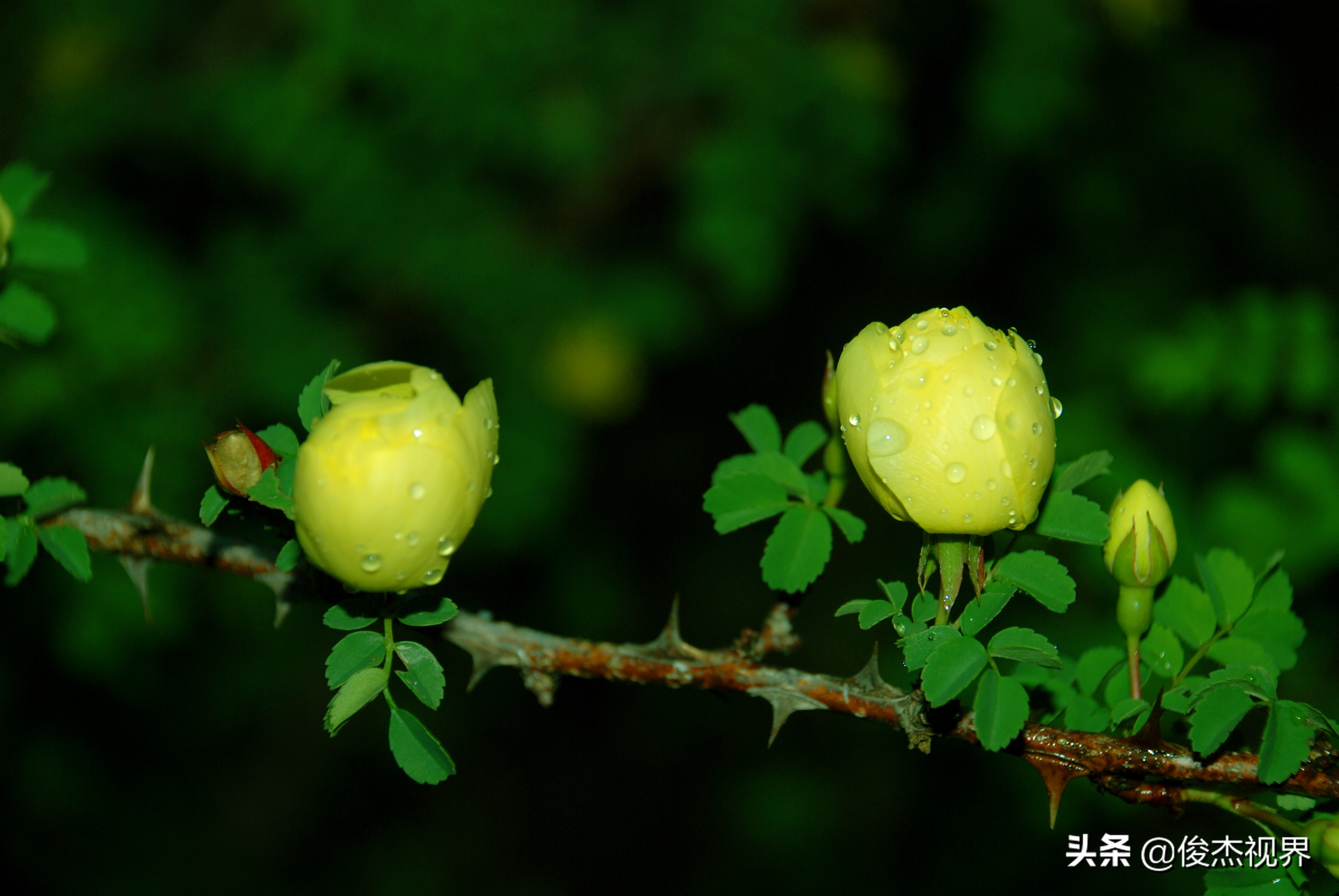 夜游遇见黄玫瑰（原创）