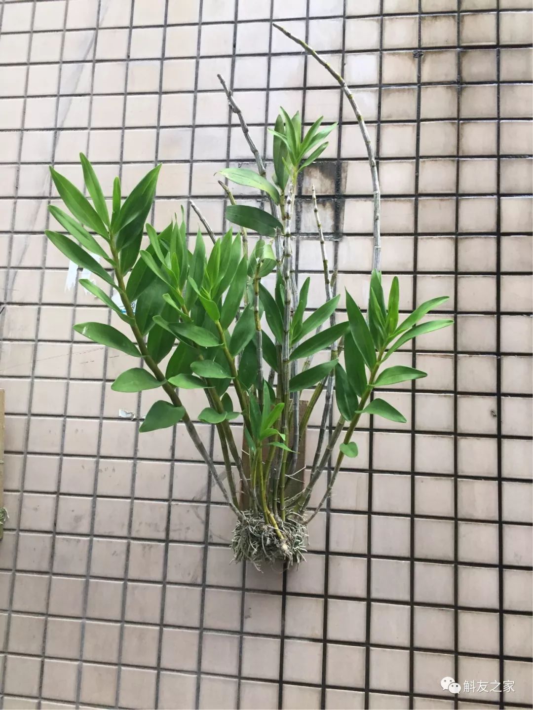 秋石斛兰叶黄了,石斛兰叶子黑尖