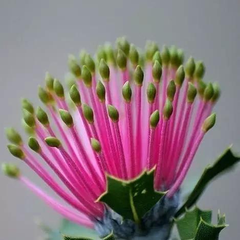 世界上有多少种花朵罕见 (最罕见的十大花朵排行榜)