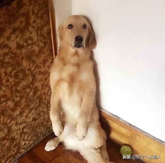 金毛犬智商相当于多少岁,金毛犬的智商排名第几位