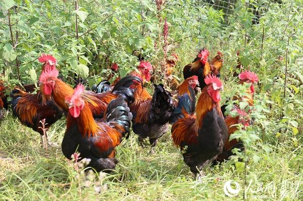今天你是选择吃“猪肉”还是选择“吃鸡”，我选择吃鸡因为我会吃
