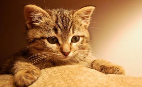 如何养小猫才能不乱跑,怎样饲养小猫崽儿