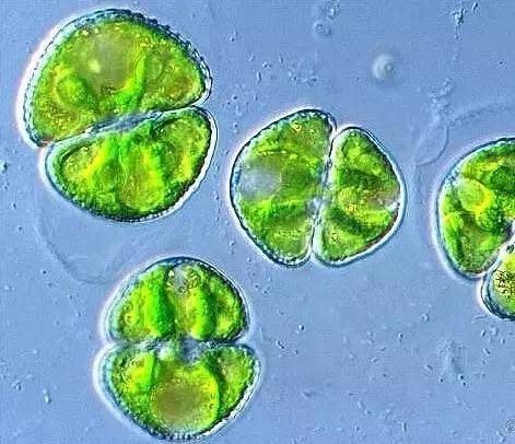 鱼类水产养殖需要哪些藻类,水产养殖显微镜下各种藻类