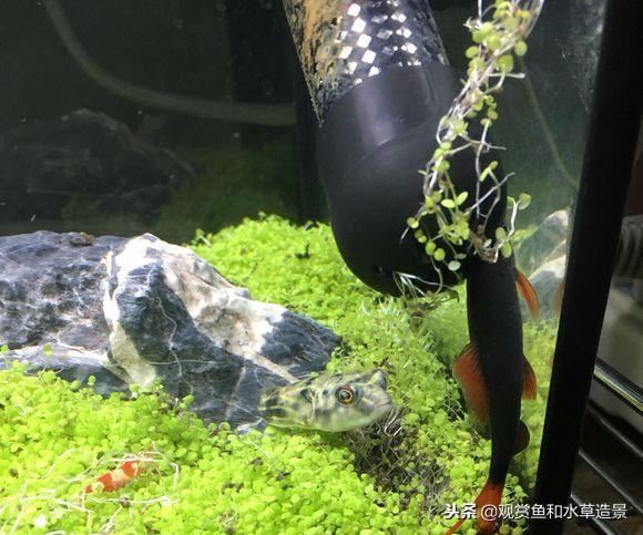 新手入坑草缸要小心，水草种子千万不要买