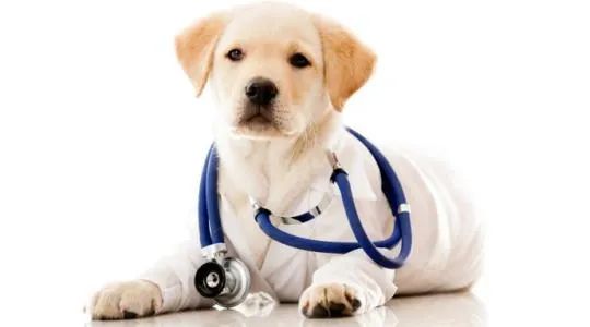 狗狗的这几个动作说明它要咬人,狗狗这几个举动是在喊救命