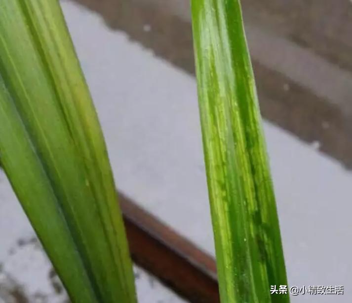 兰花常见五种病害及推荐用药,天气越来越热怎么预防兰花病害