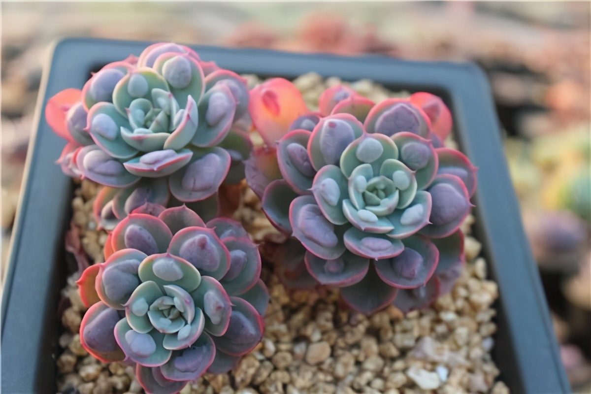 多肉容易养成老桩都有哪些品种,多肉老桩欣赏最新