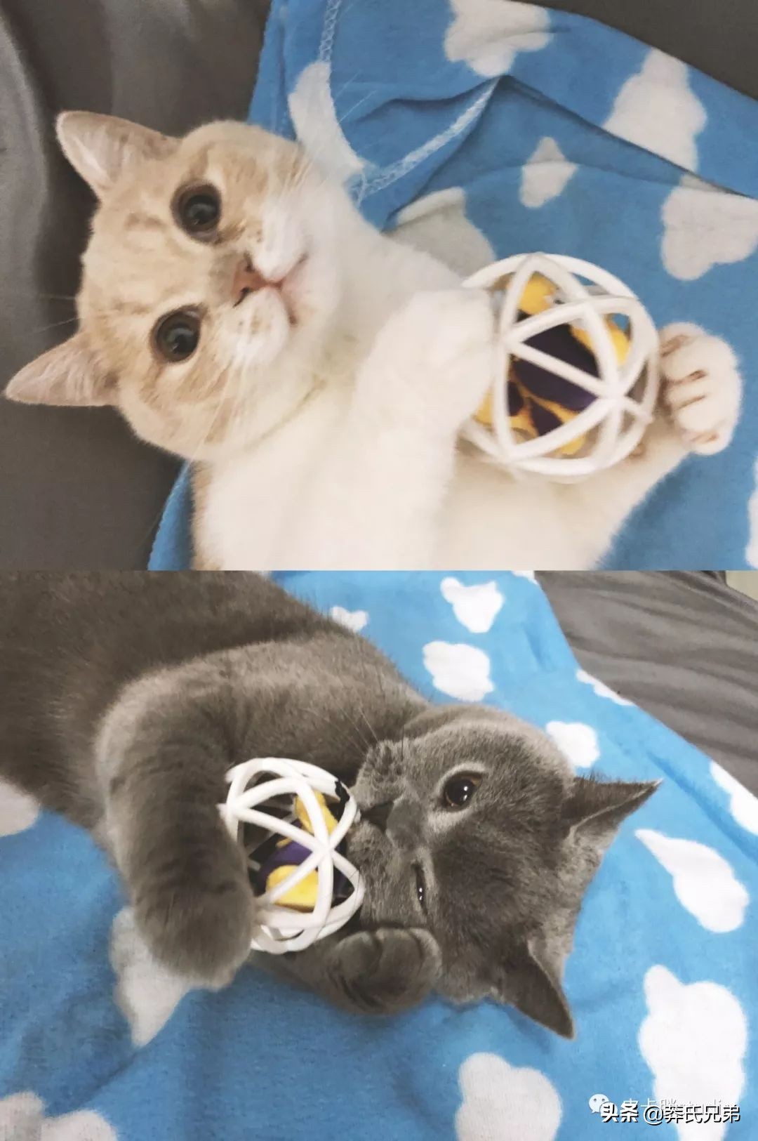 可爱小奶猫刚生出成长日记,一只小奶猫的成长过程