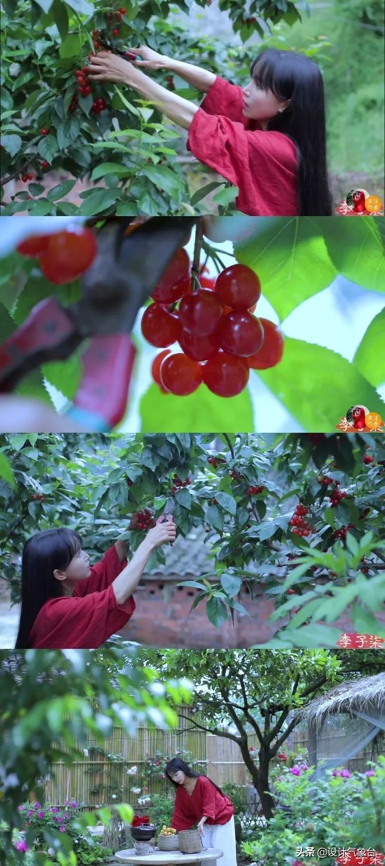李子柒生活大揭秘,多少人羡慕李子柒的生活