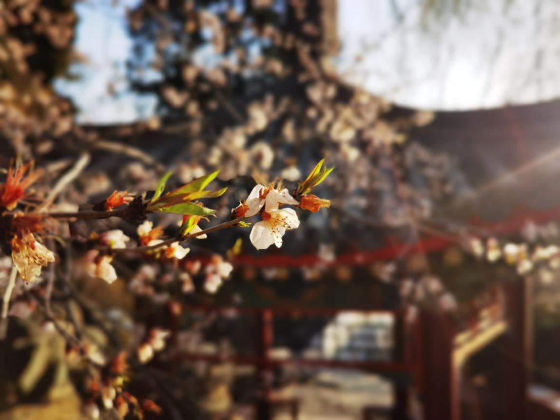 北京的园子有哪些,记忆中的老北京公园