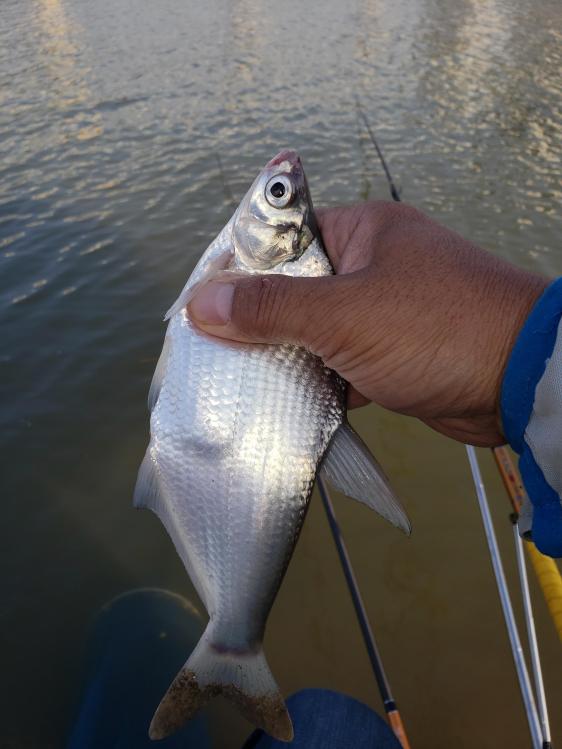 金迦潘钓杆,金迦潘求败渔具好用吗