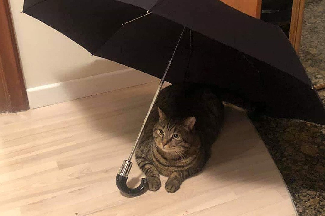 猫咪因太胖被强制减肥,猫咪太胖被强制减肥