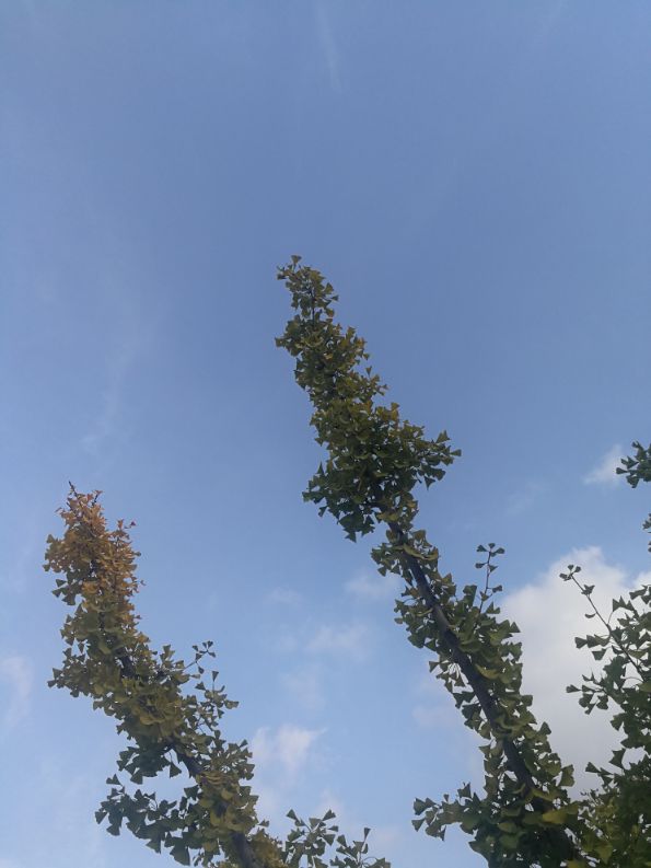 散文一缕墨香一丝牵挂,散文一朵丁香花