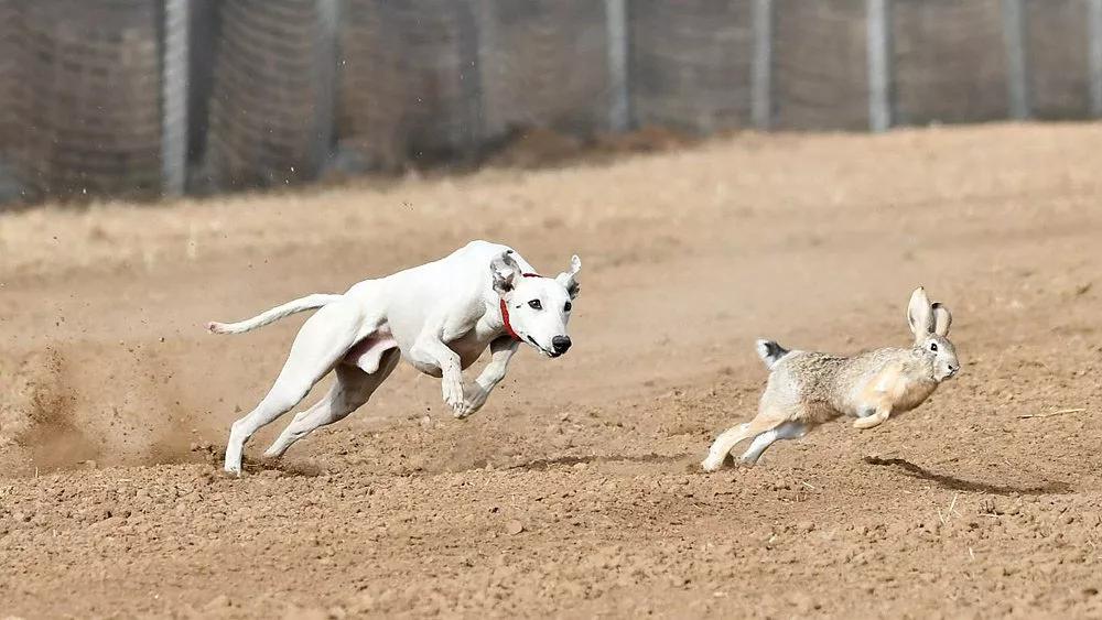 野兔危害是什么,中国野兔为什么没有被驯化