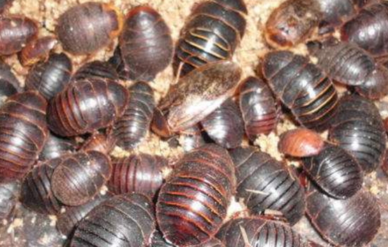 中药土鳖虫养殖,养土鳖虫经济价值高吗