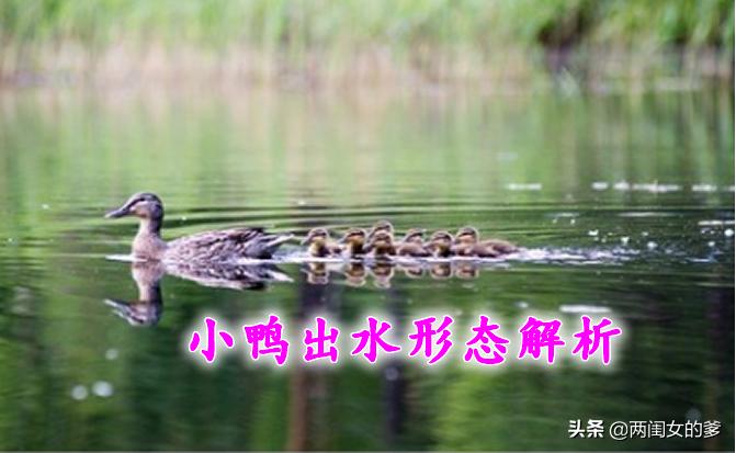 152.精解MACD小鸭出水形态