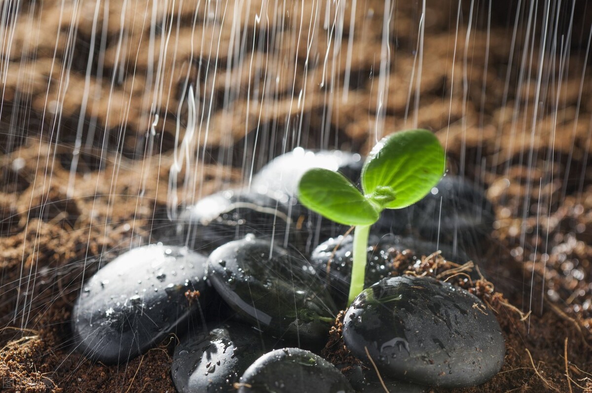 为什么知道自己要努力却不去努力,人生突然失去方向迷茫了怎么办