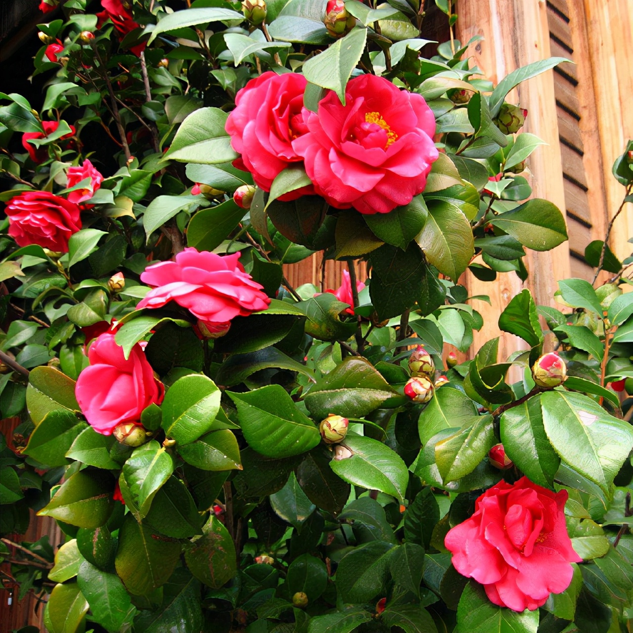 室内可以养的十大吉祥花,最好养的吉祥花有哪些