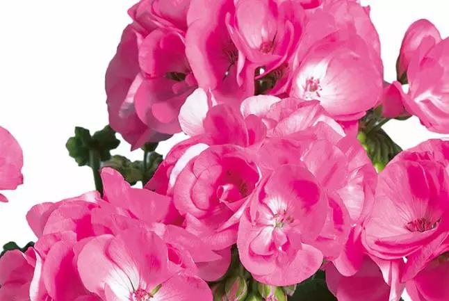 10种天竺葵,天竺葵100种图片大全