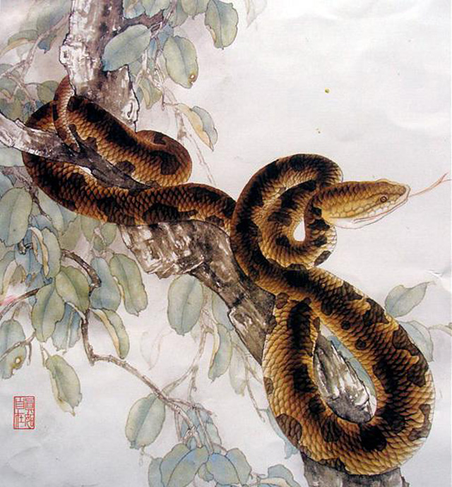 蛇为什么要三年后才报仇,蛇真的会报仇吗