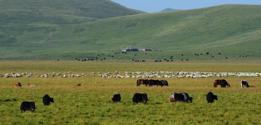 若诗若画若尔盖美景,若诗若画若尔盖文案